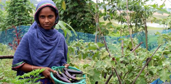 In Bangladesh, Caritas project puts Laudato Si’ into practice for poor families