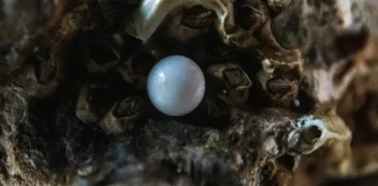Parables, Pearls, and the Gift of Understanding: 17th Sunday in Ordinary Time