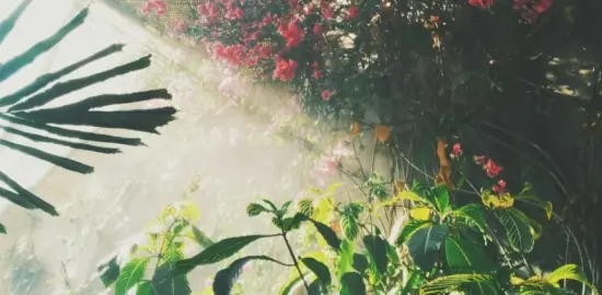 Walking Through the Garden of Life with Abba